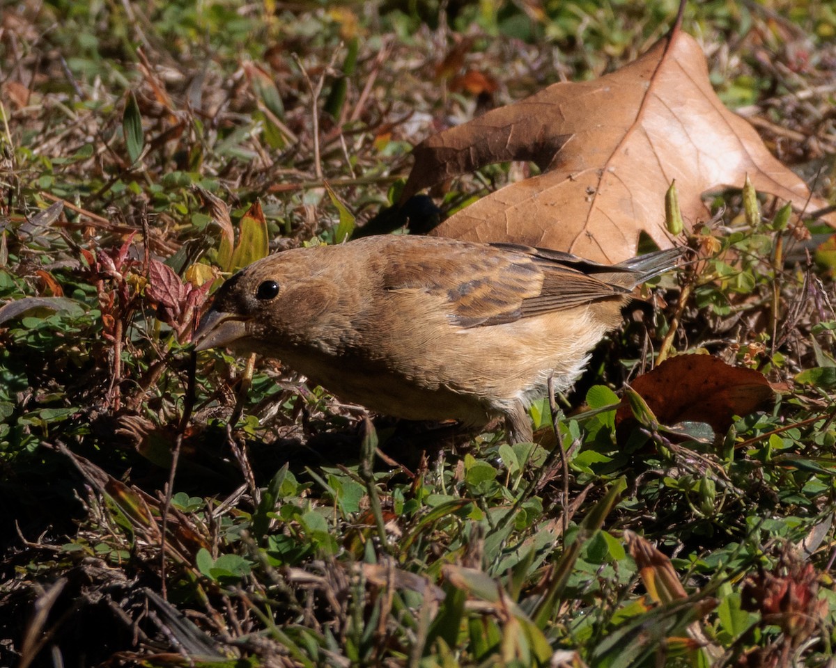 indigospurv - ML644295080