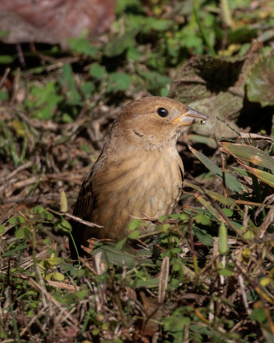 indigospurv - ML644295081