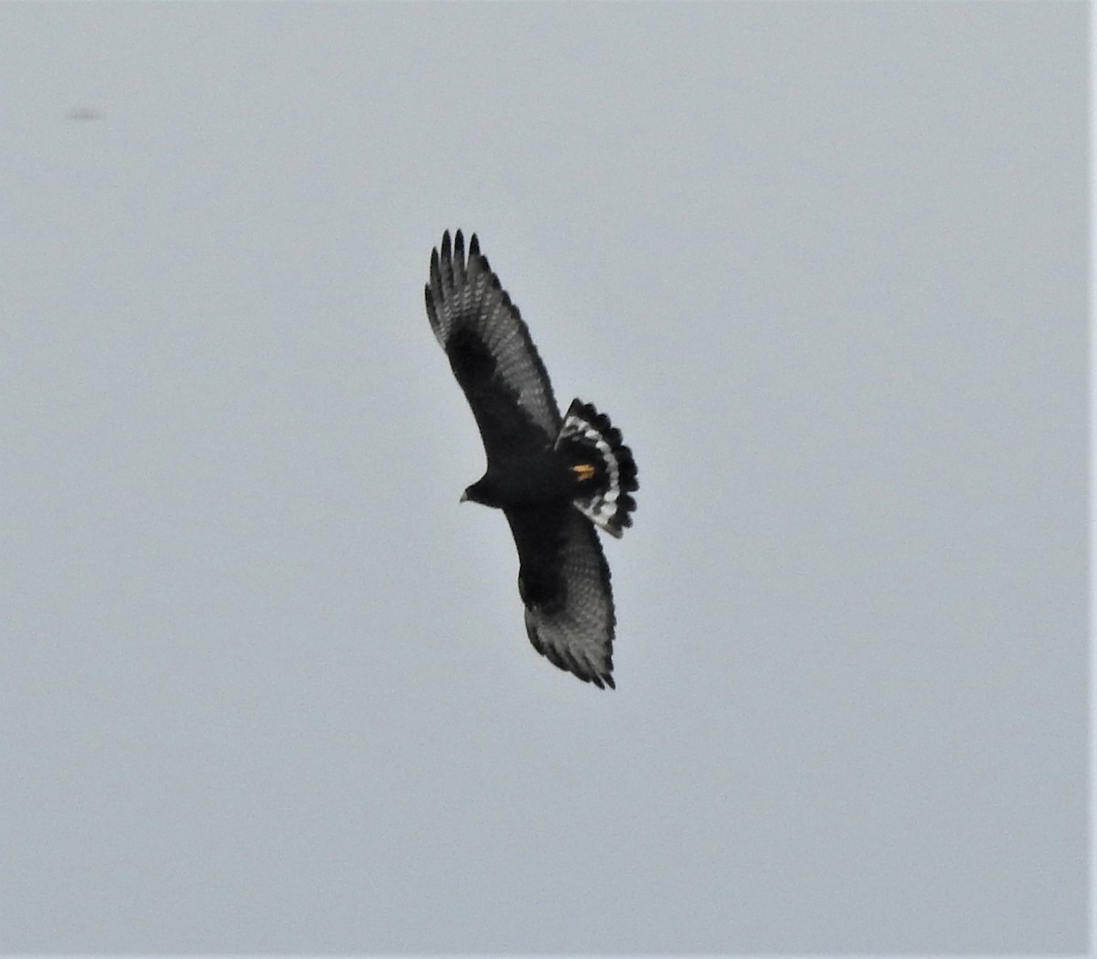 båndstjertvåk - ML644295083