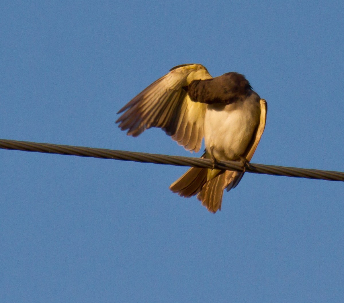 Gray Kingbird - ML644295085