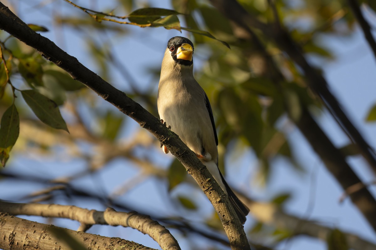 Japanese Grosbeak - ML644295097