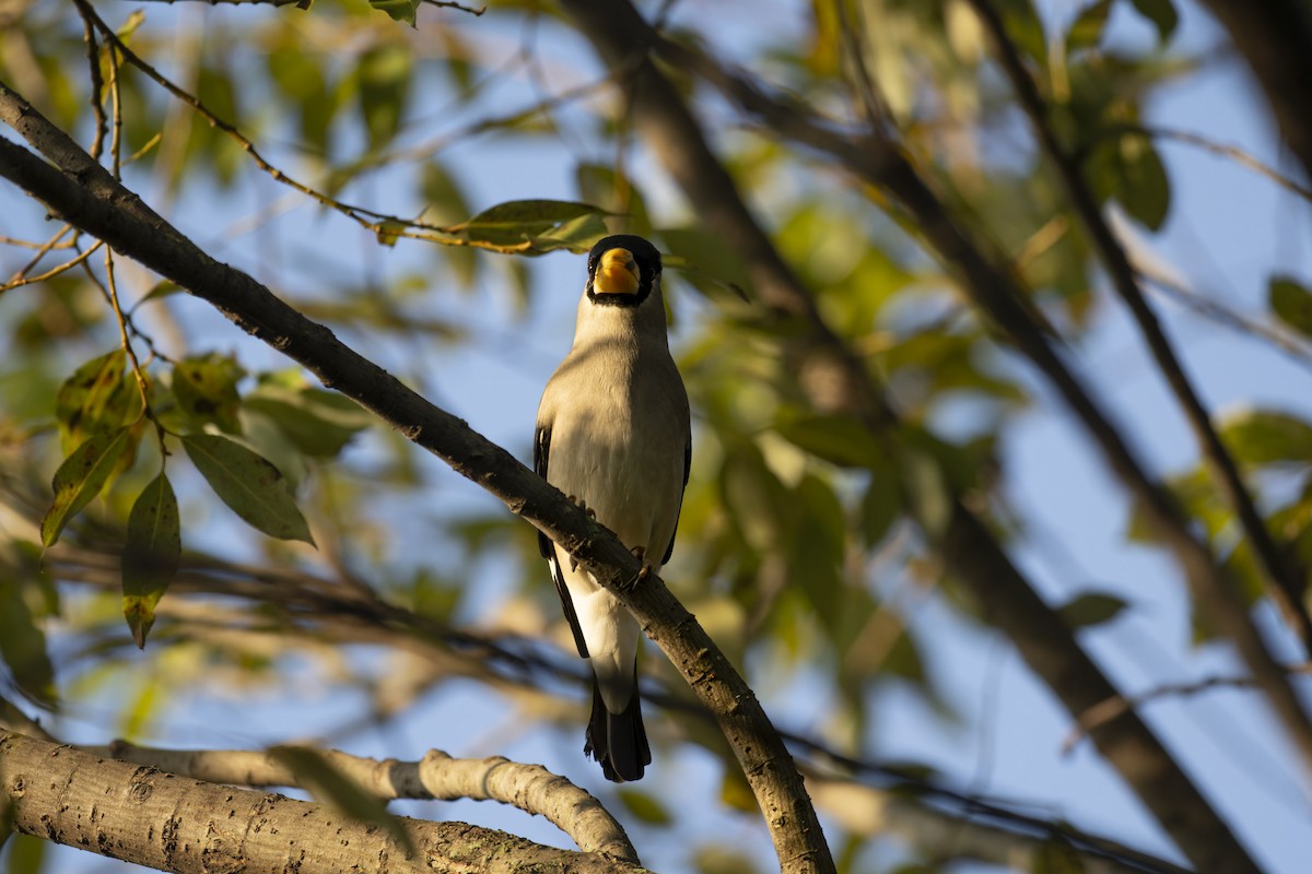 Japanese Grosbeak - ML644295098