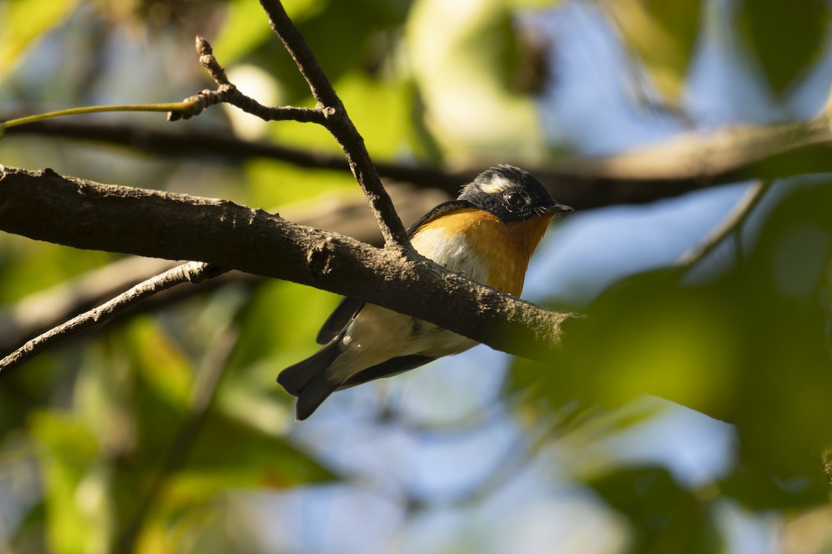 Mugimaki Flycatcher - ML644295109