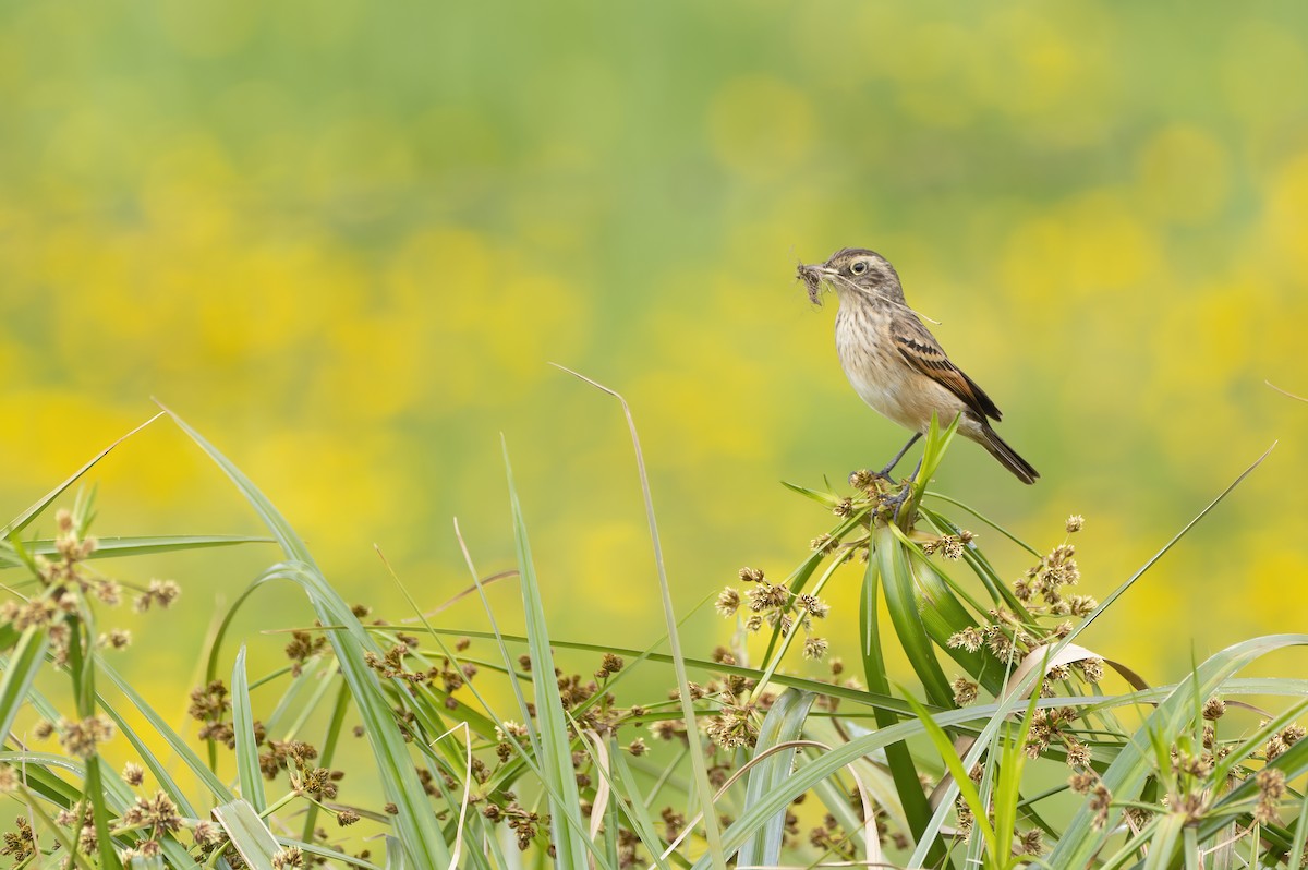 Spectacled Tyrant - ML644295110