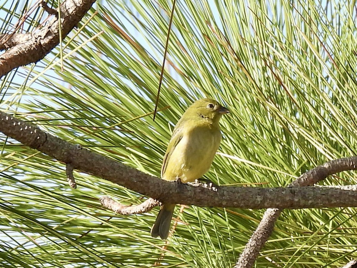 Papstfink - ML644295116