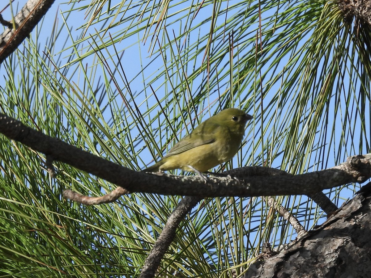 Papstfink - ML644295117