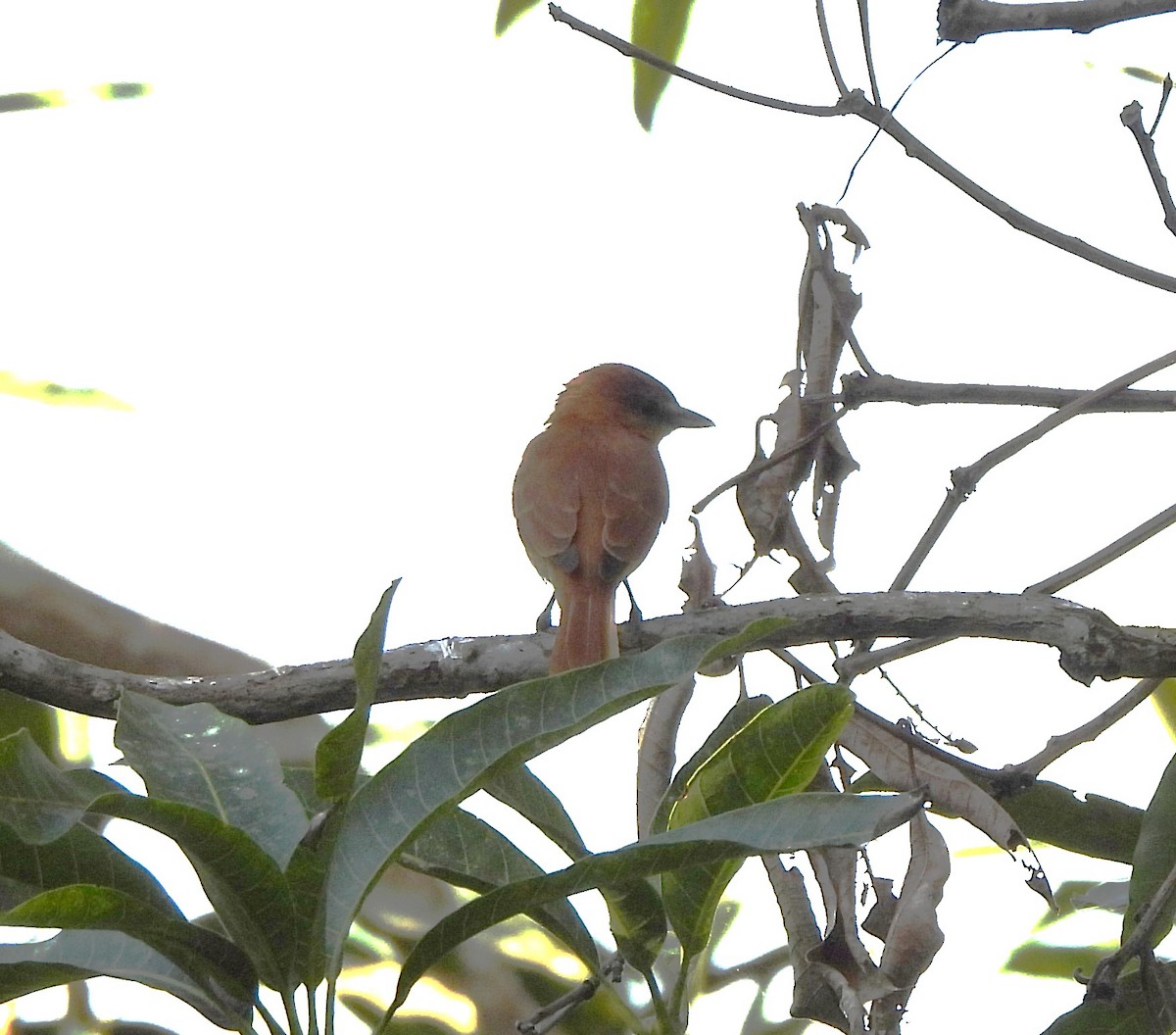 ニッケイカザリドリモドキ - ML644295120