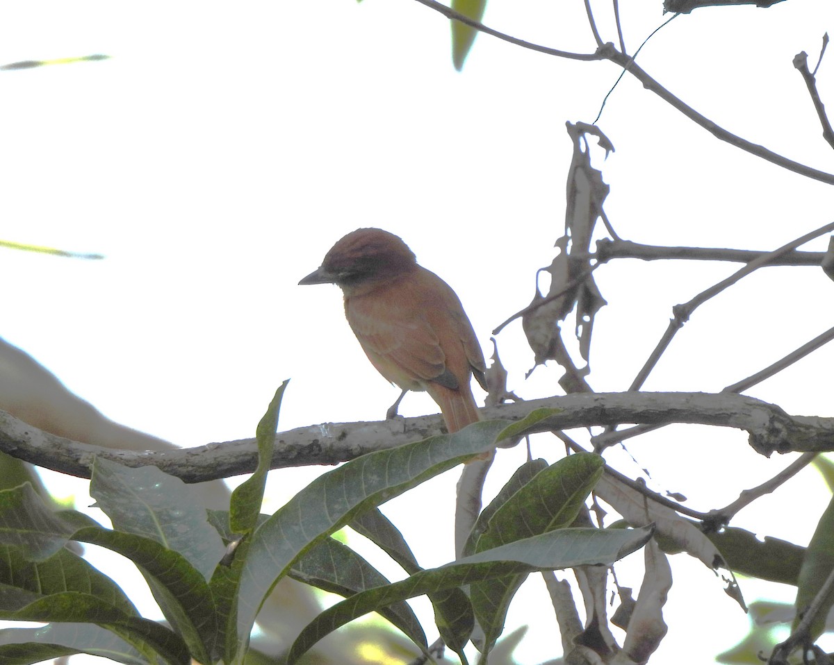 ニッケイカザリドリモドキ - ML644295121