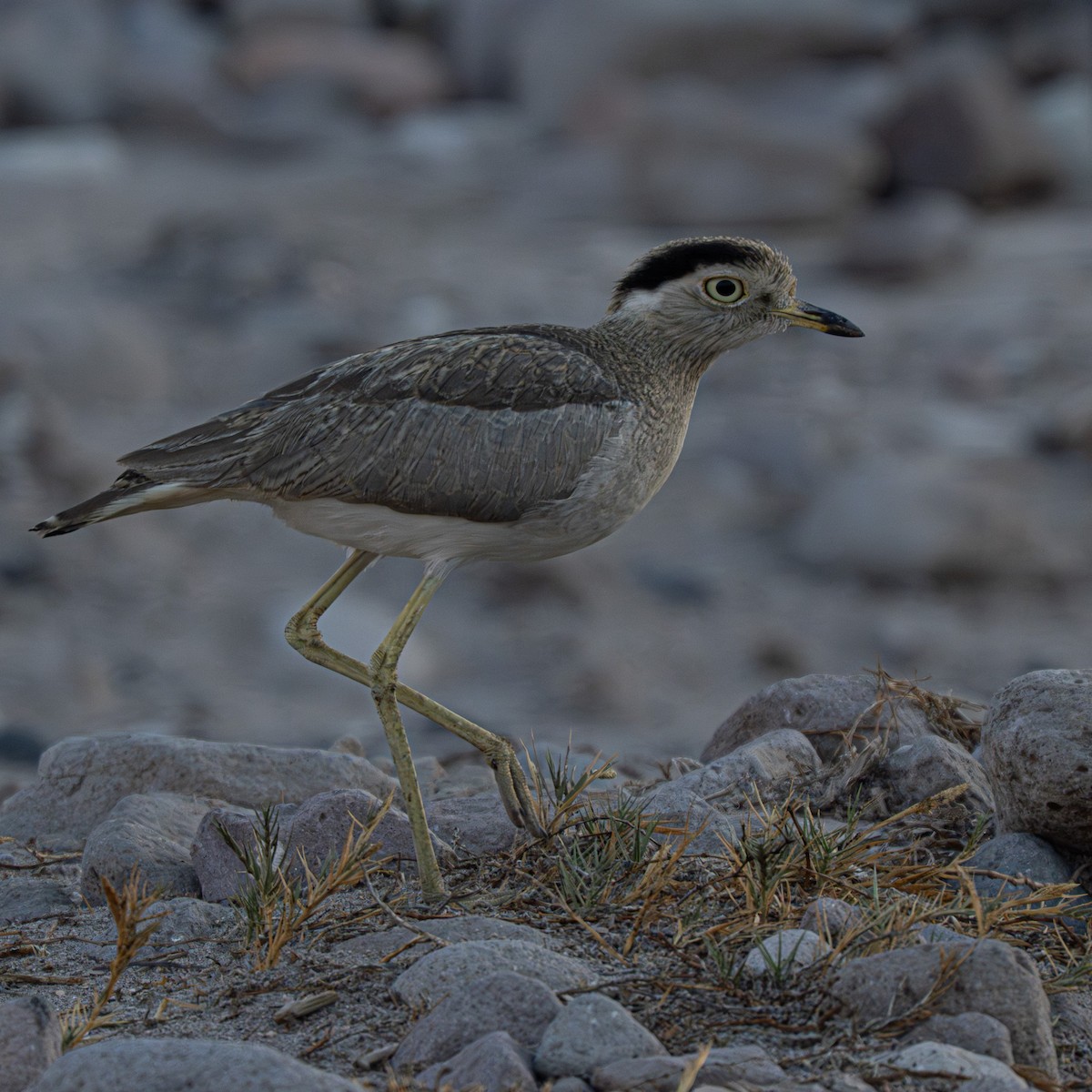 Peruvian Thick-knee - ML644295123
