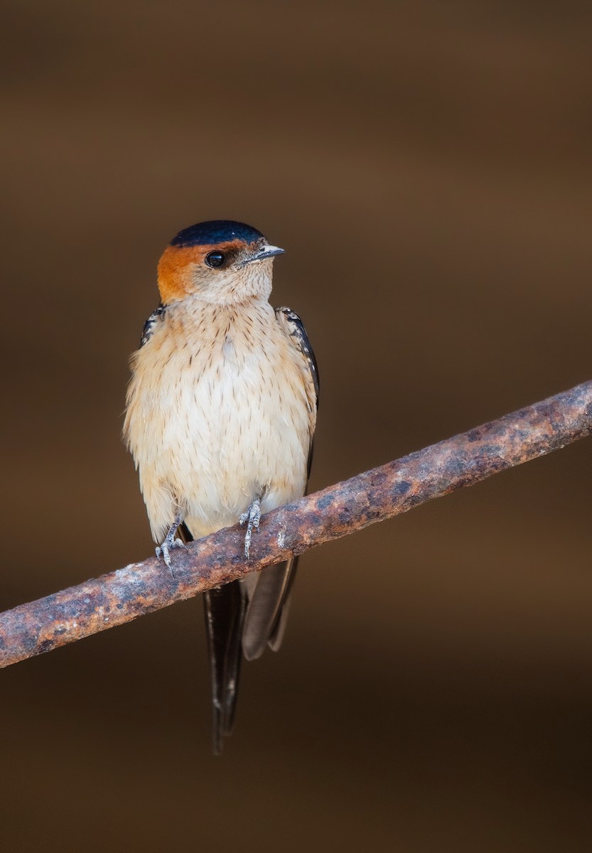 European Red-rumped Swallow - ML644295130