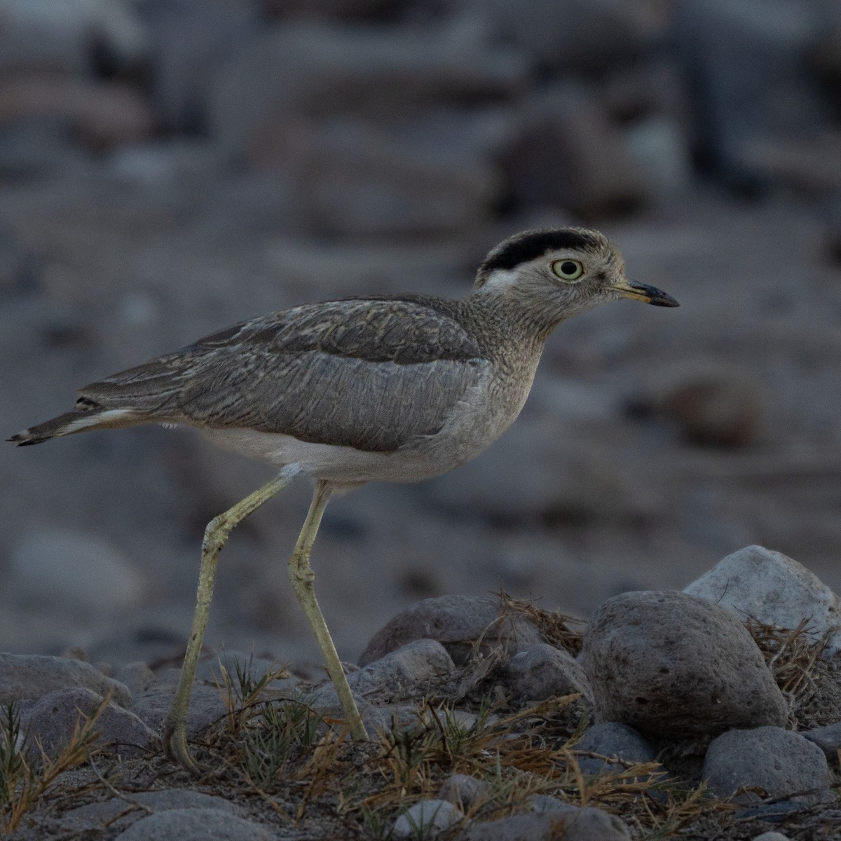 Peruvian Thick-knee - ML644295133