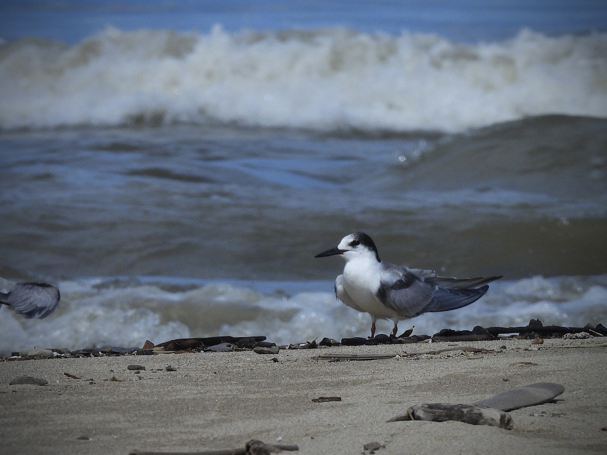 rybák obecný - ML644295137