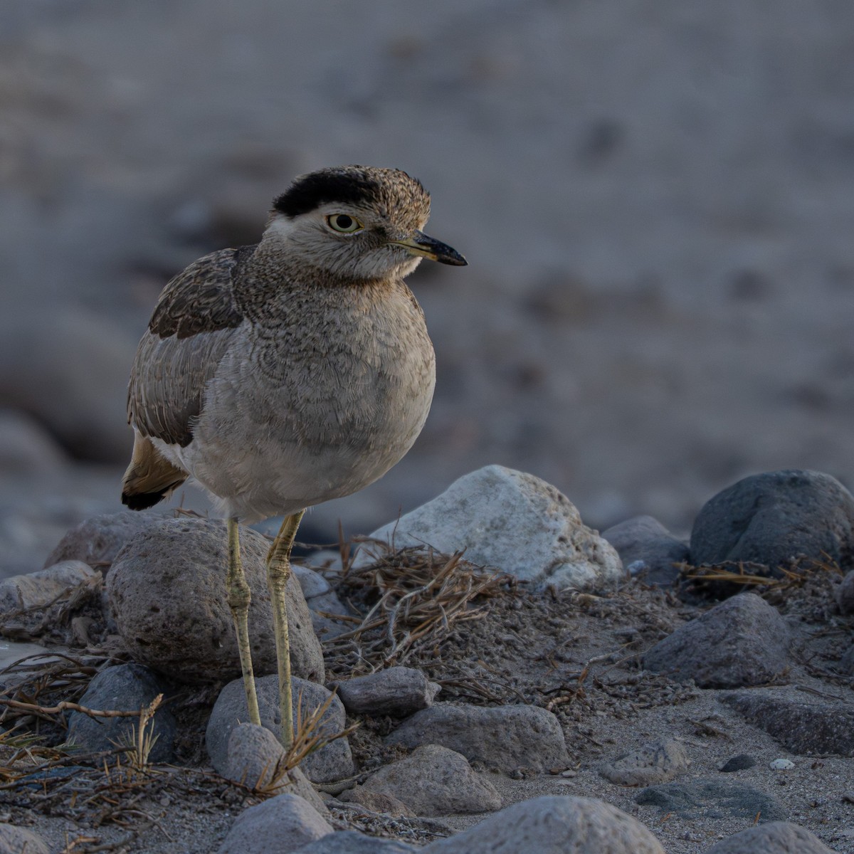Peruvian Thick-knee - ML644295147