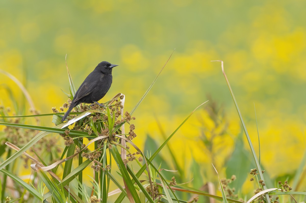 gulvingetrupial - ML644295158