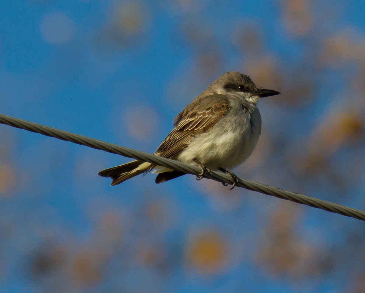 Gray Kingbird - ML644295161