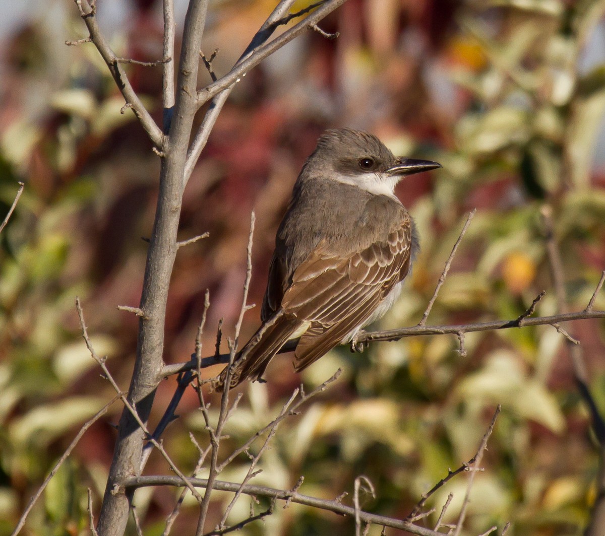Gray Kingbird - ML644295163