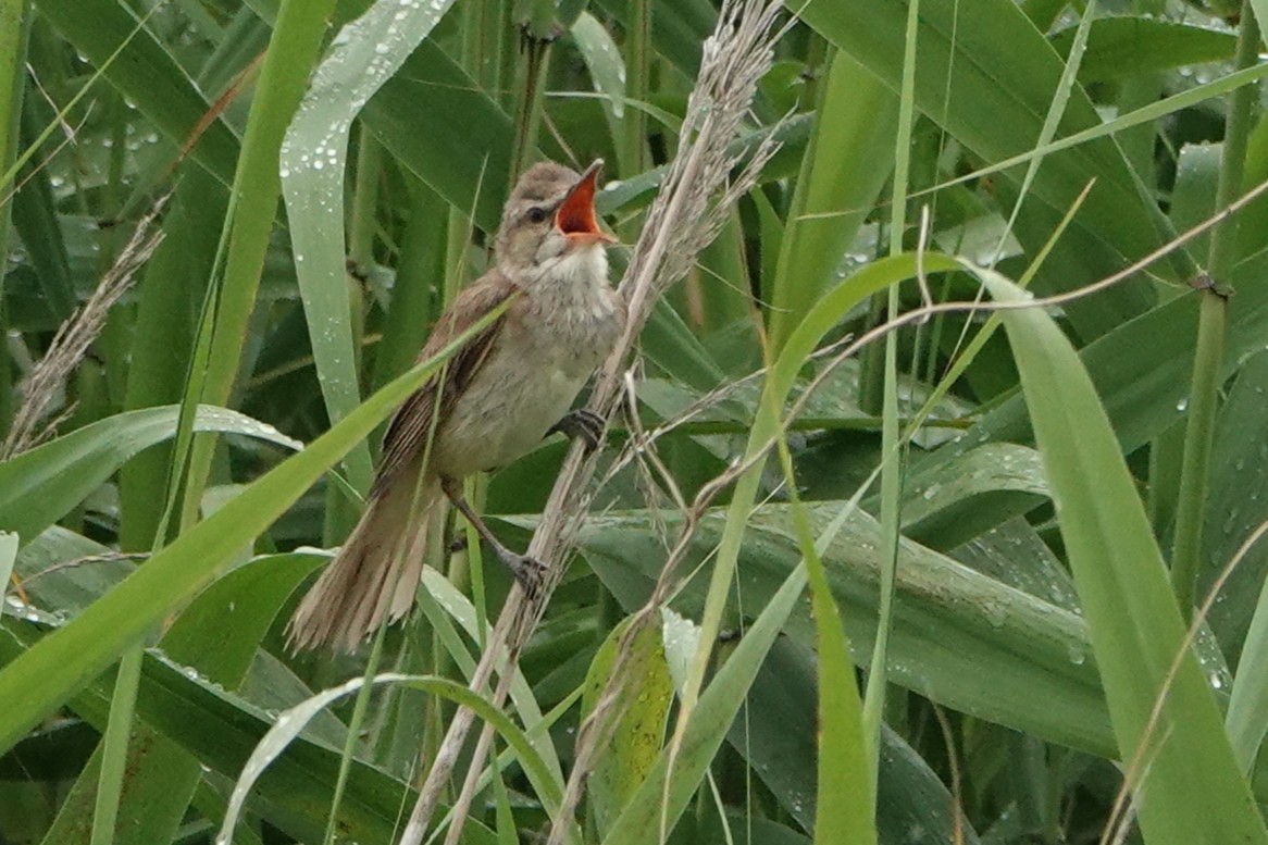 Дорнын охил бялзуухай - ML644295168