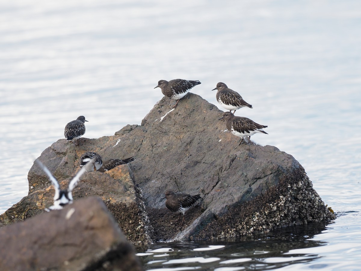 Black Turnstone - ML644295184