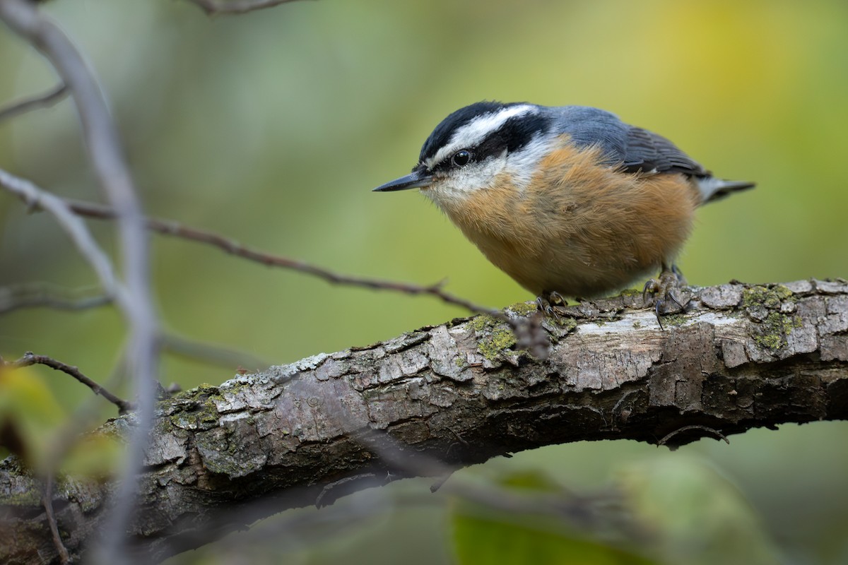 Sittelle à poitrine rousse - ML644295185