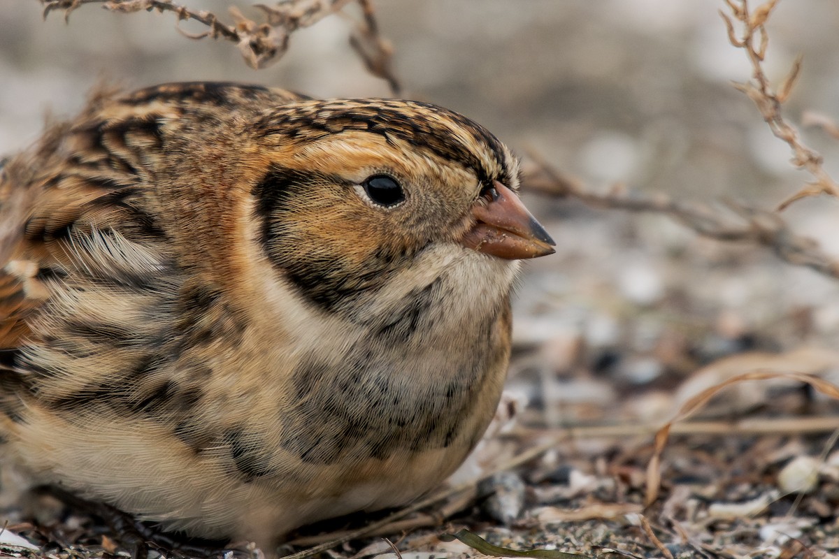 Lapland Longspur - ML644295187