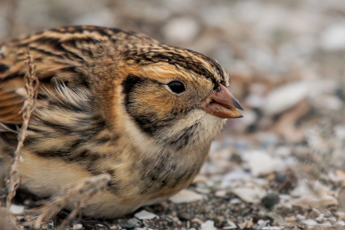 Lapland Longspur - ML644295188