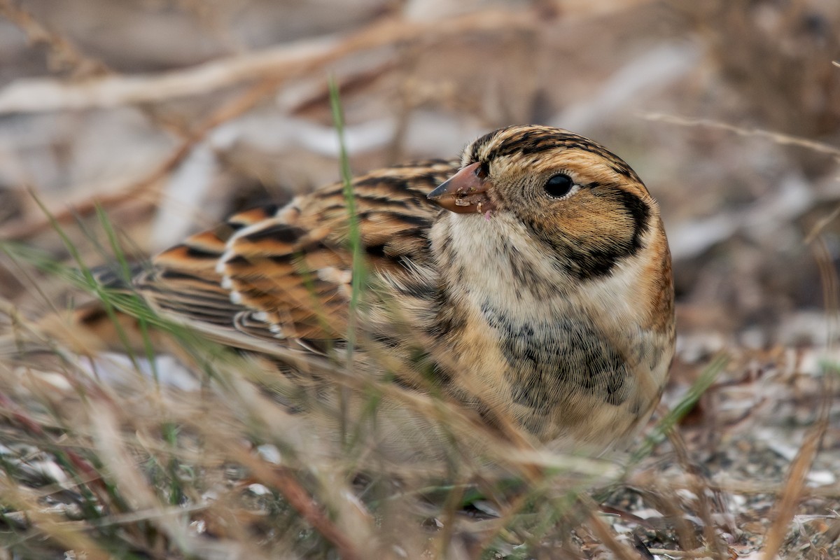 Lapland Longspur - ML644295190