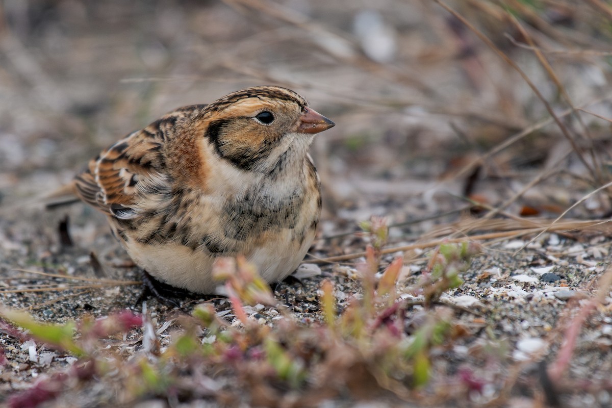 Lapland Longspur - ML644295191