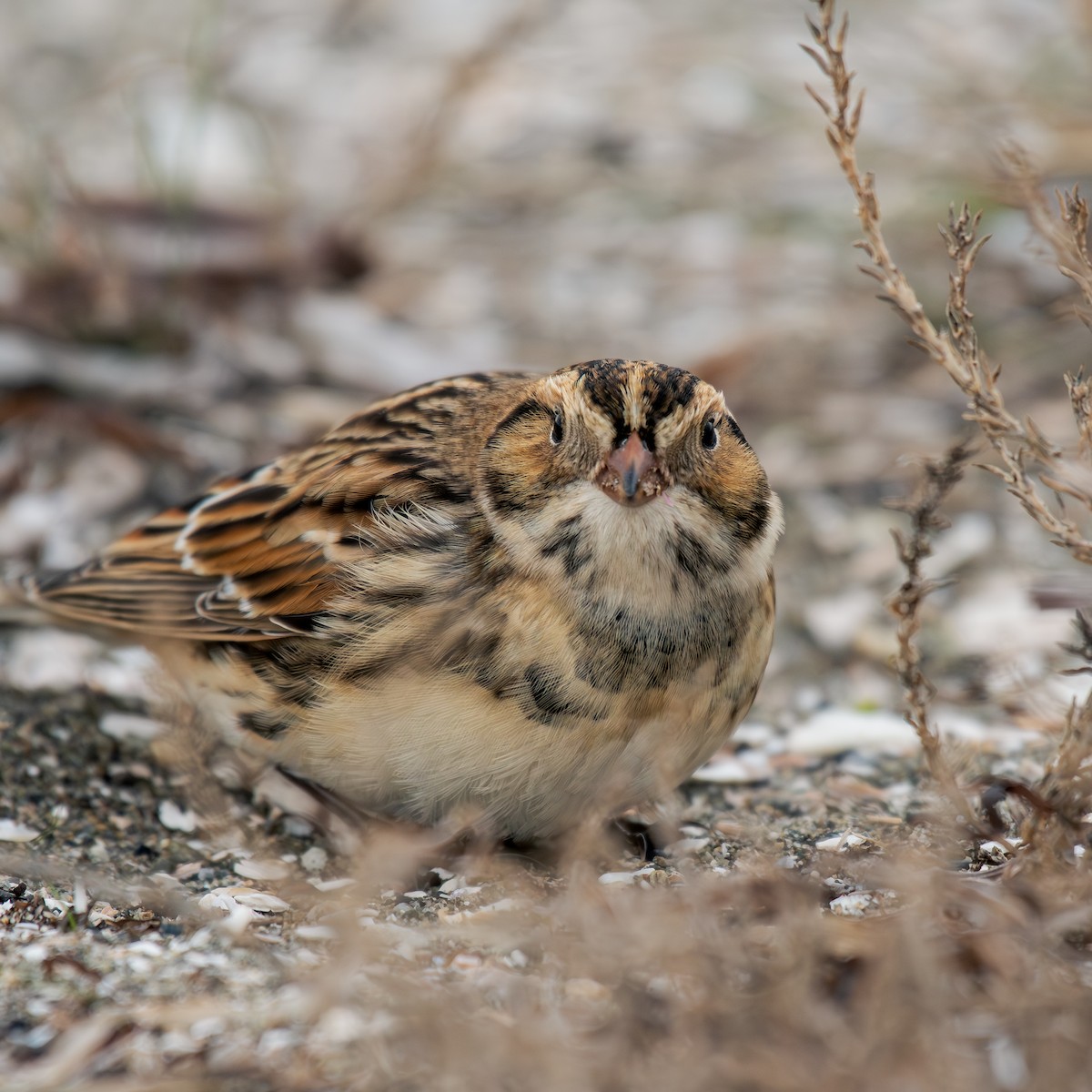 Lapland Longspur - ML644295192