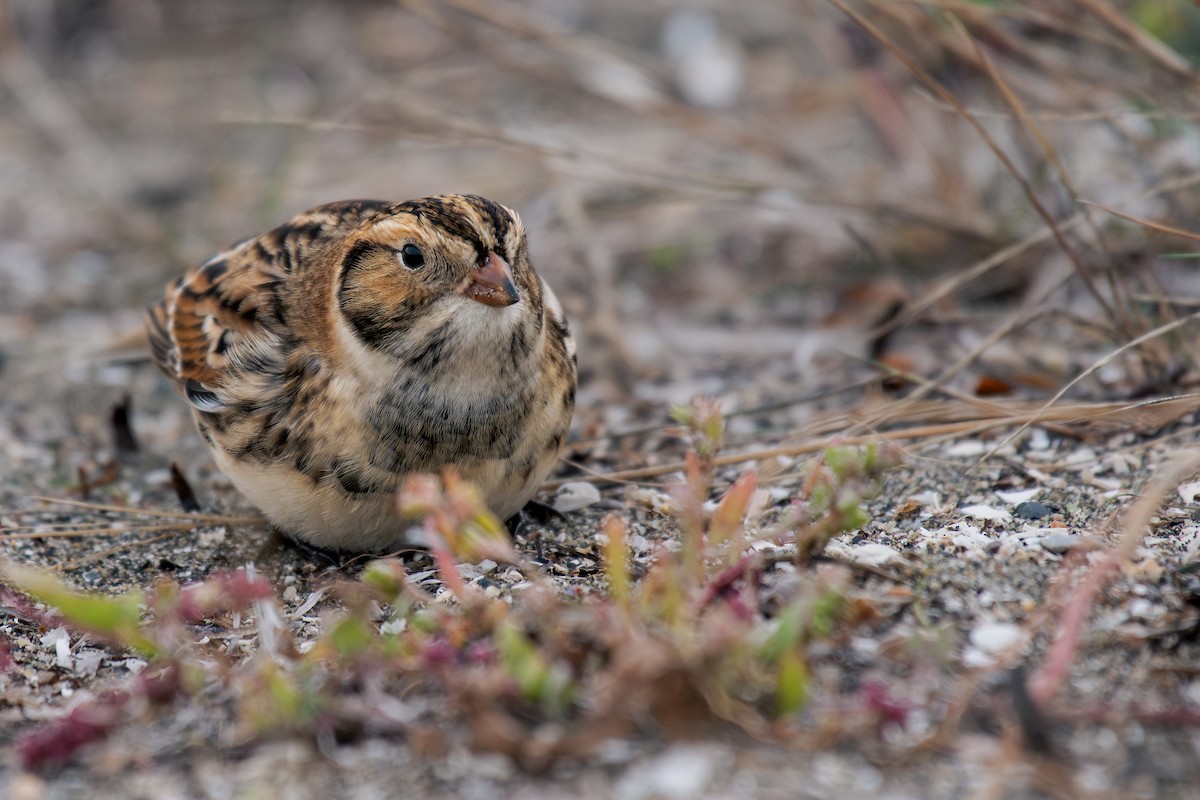 Lapland Longspur - ML644295193