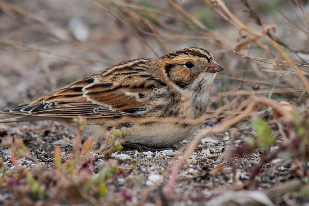 Lapland Longspur - ML644295194