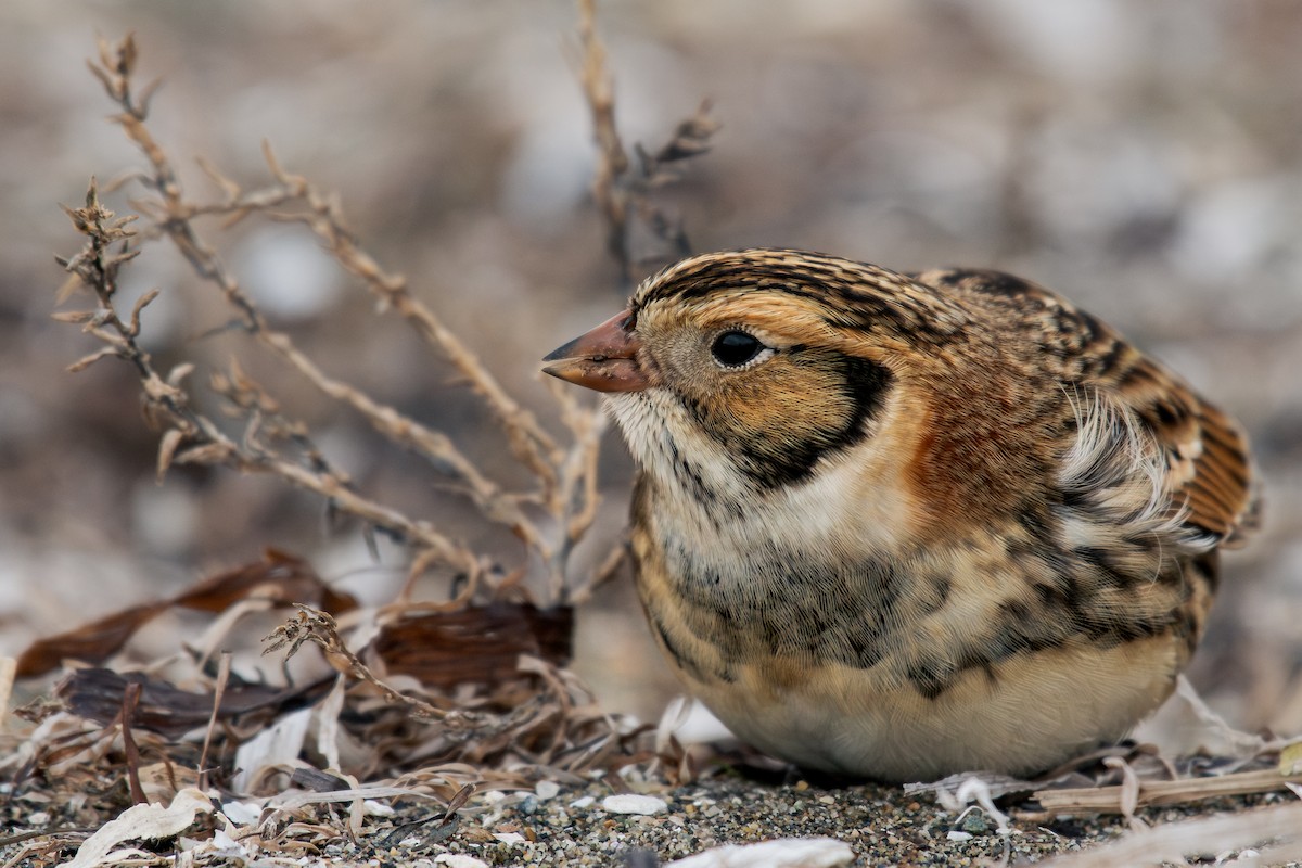 Lapland Longspur - ML644295195
