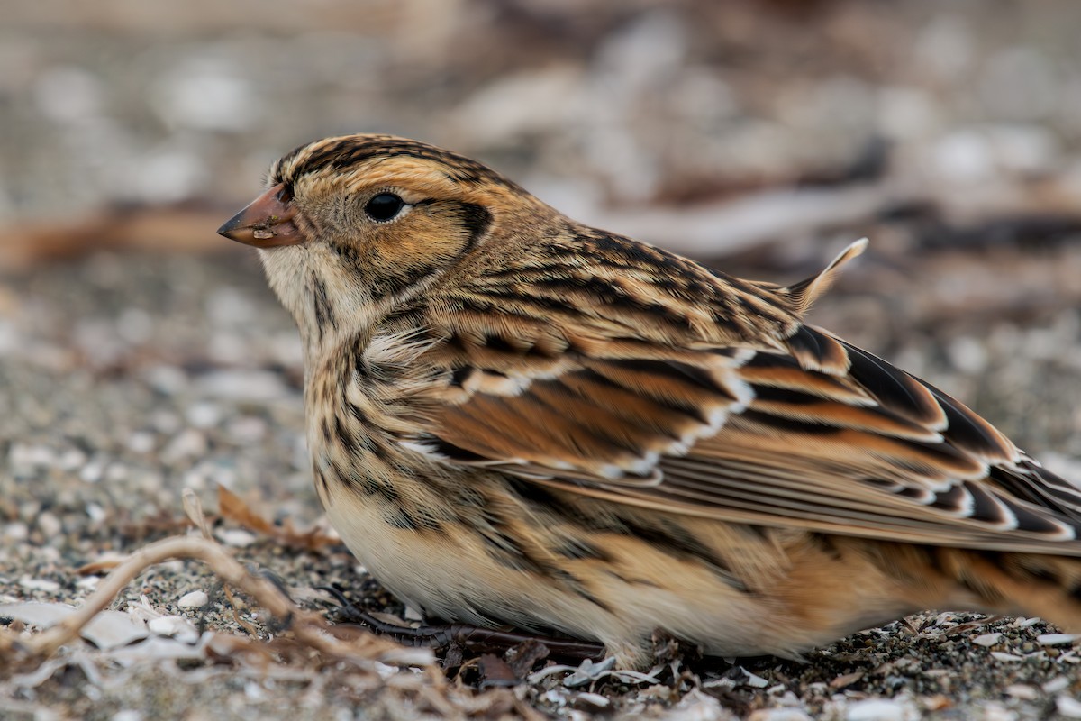 Lapland Longspur - ML644295196