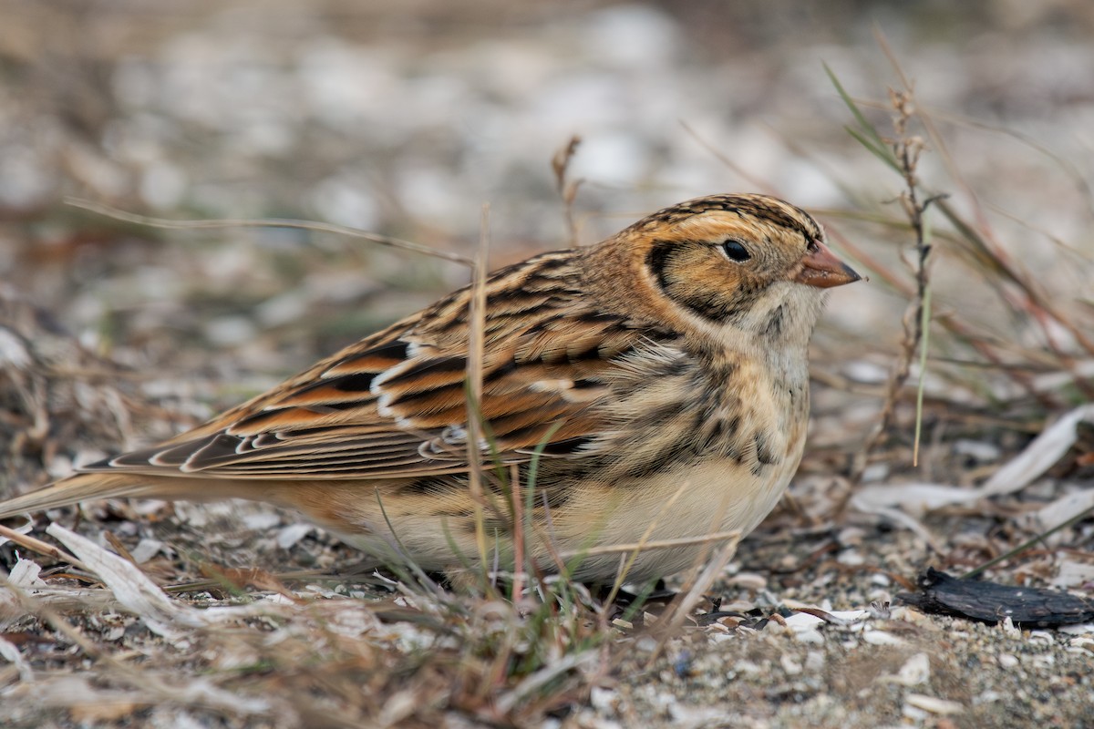 Lapland Longspur - ML644295198