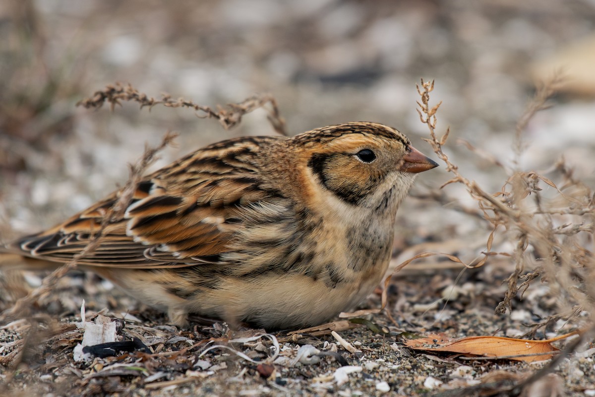 Lapland Longspur - ML644295199