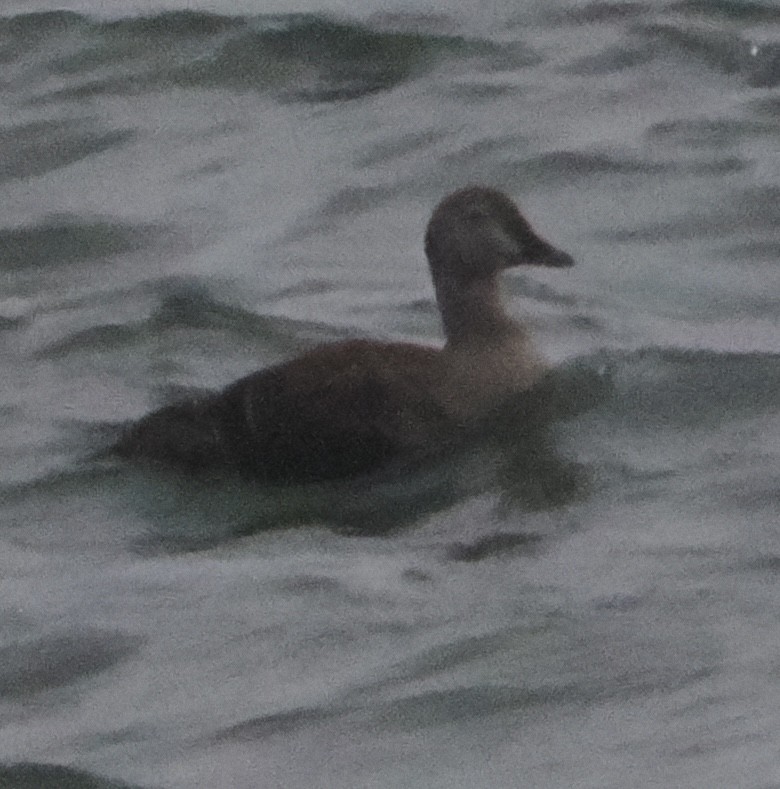 praktærfugl - ML644295203