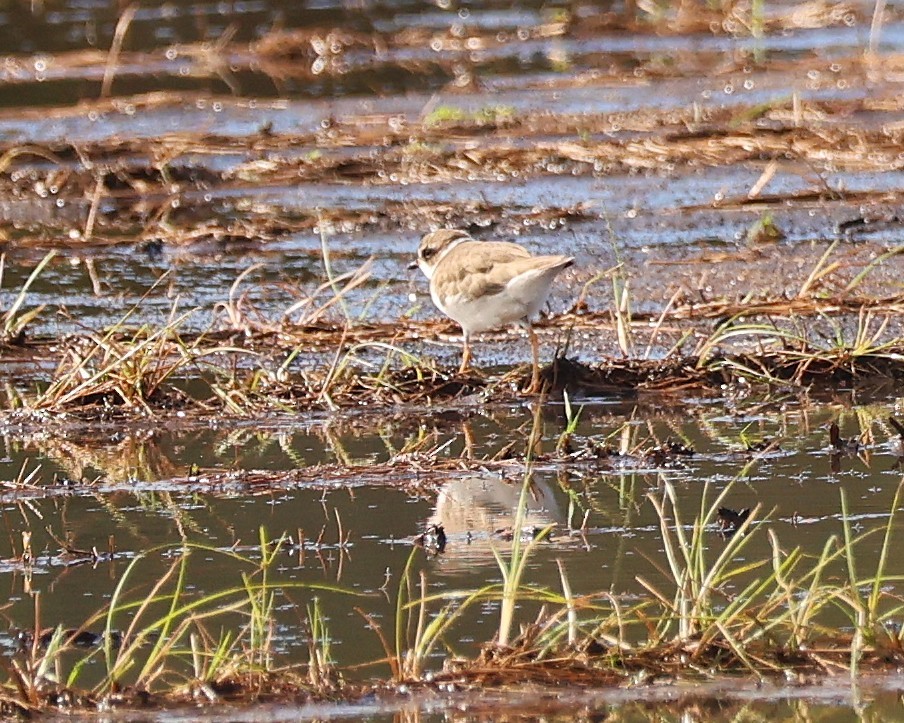 Flötenregenpfeifer - ML644295211