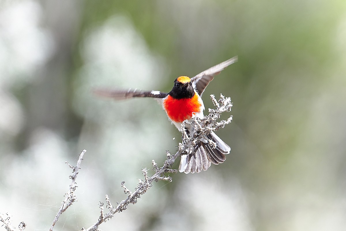 Rotstirnschnäpper - ML644295213