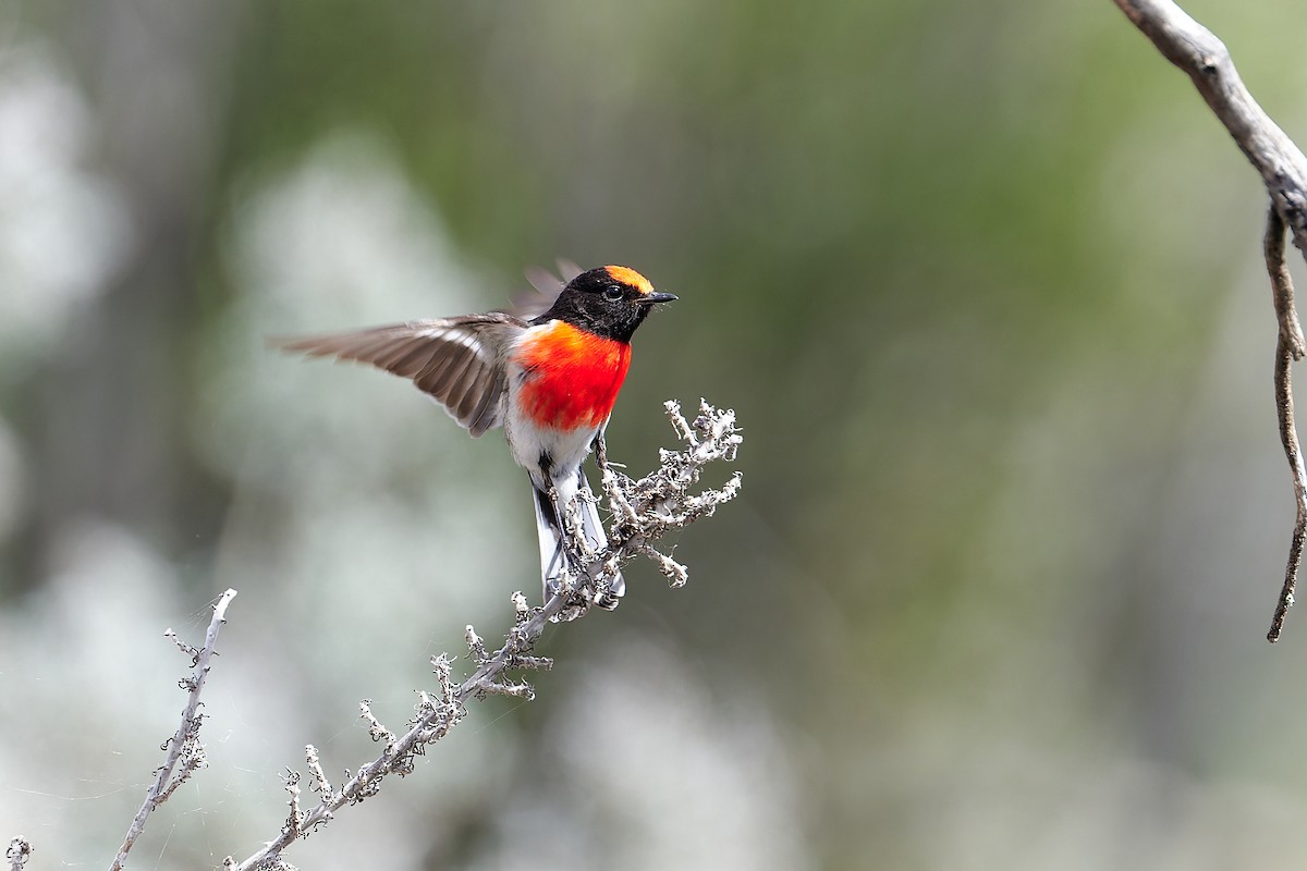 Rotstirnschnäpper - ML644295214