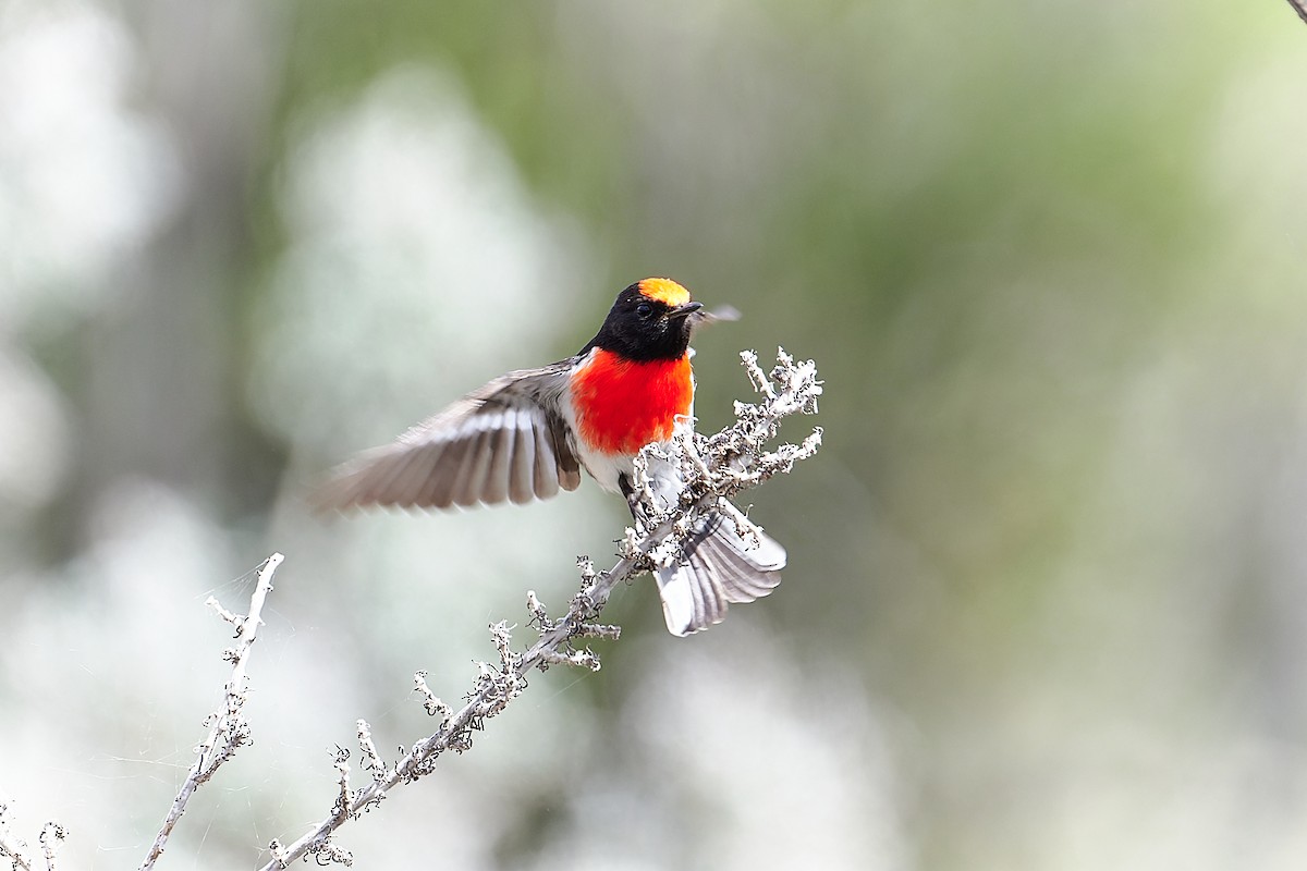 Rotstirnschnäpper - ML644295215