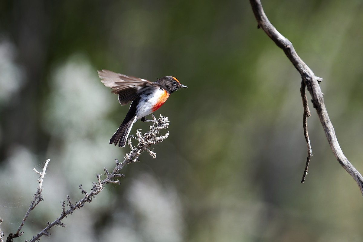 Rotstirnschnäpper - ML644295216