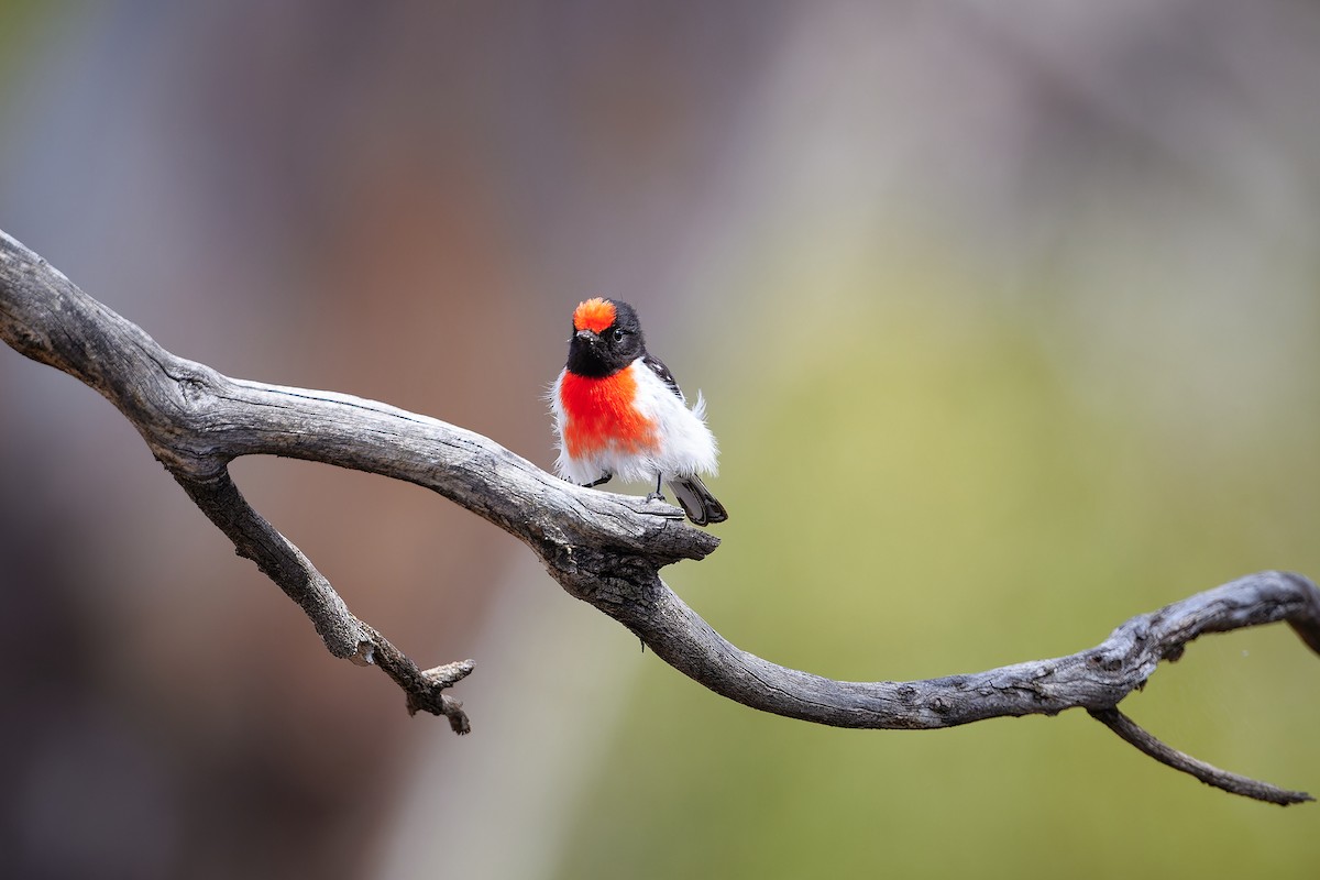 Rotstirnschnäpper - ML644295217