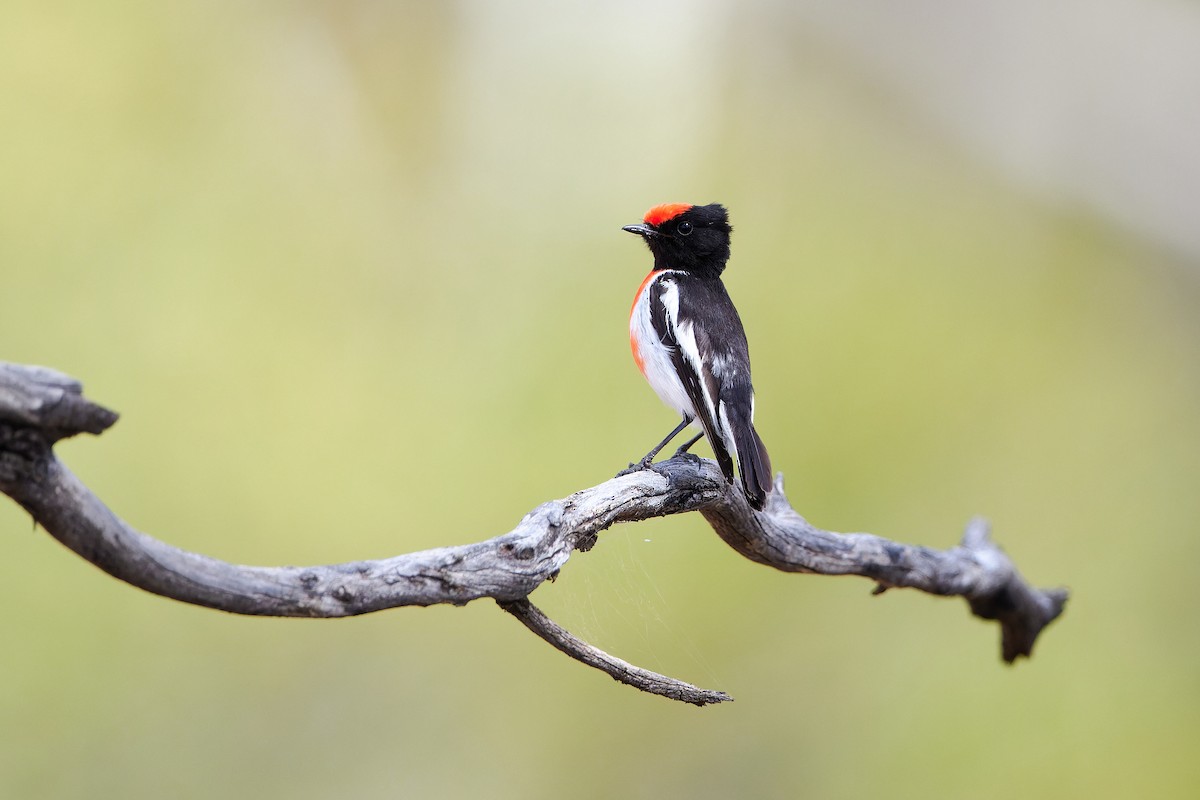 Rotstirnschnäpper - ML644295218