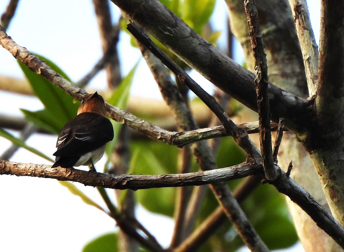 Golondrina Gorjirrufa - ML644295220