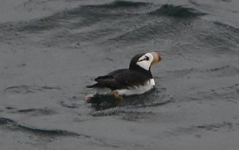 Іпатка тихоокеанська - ML644295239