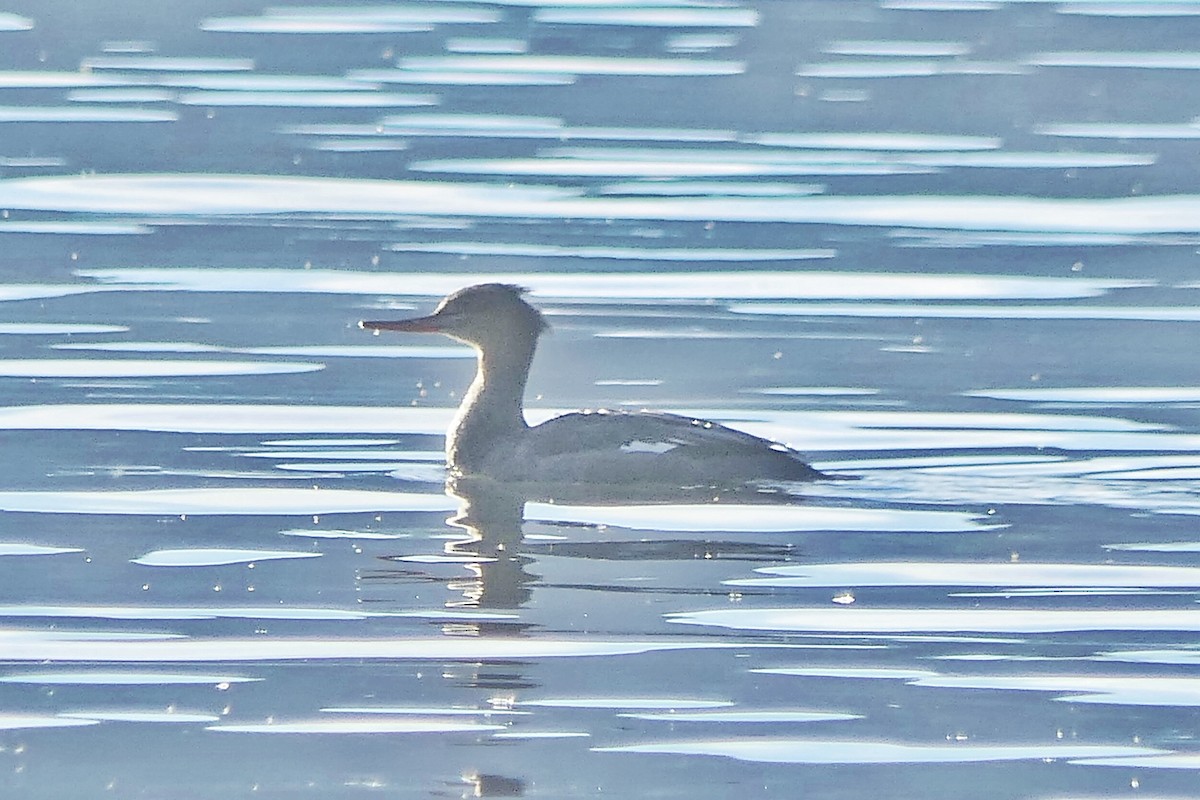Red-breasted Merganser - ML644295244