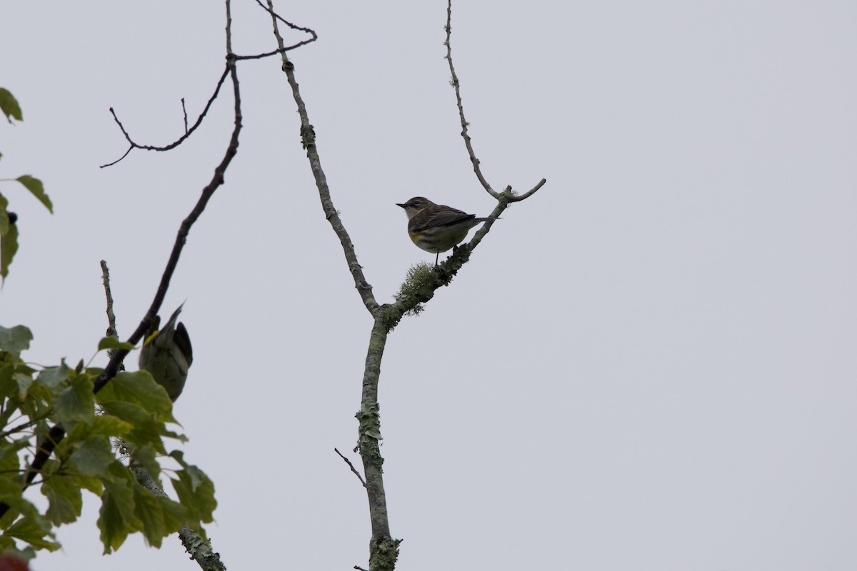 Yellow-rumped Warbler - ML644295245