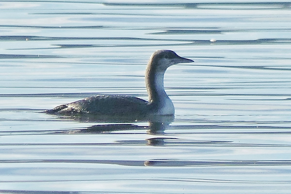 Pacific Loon - ML644295247