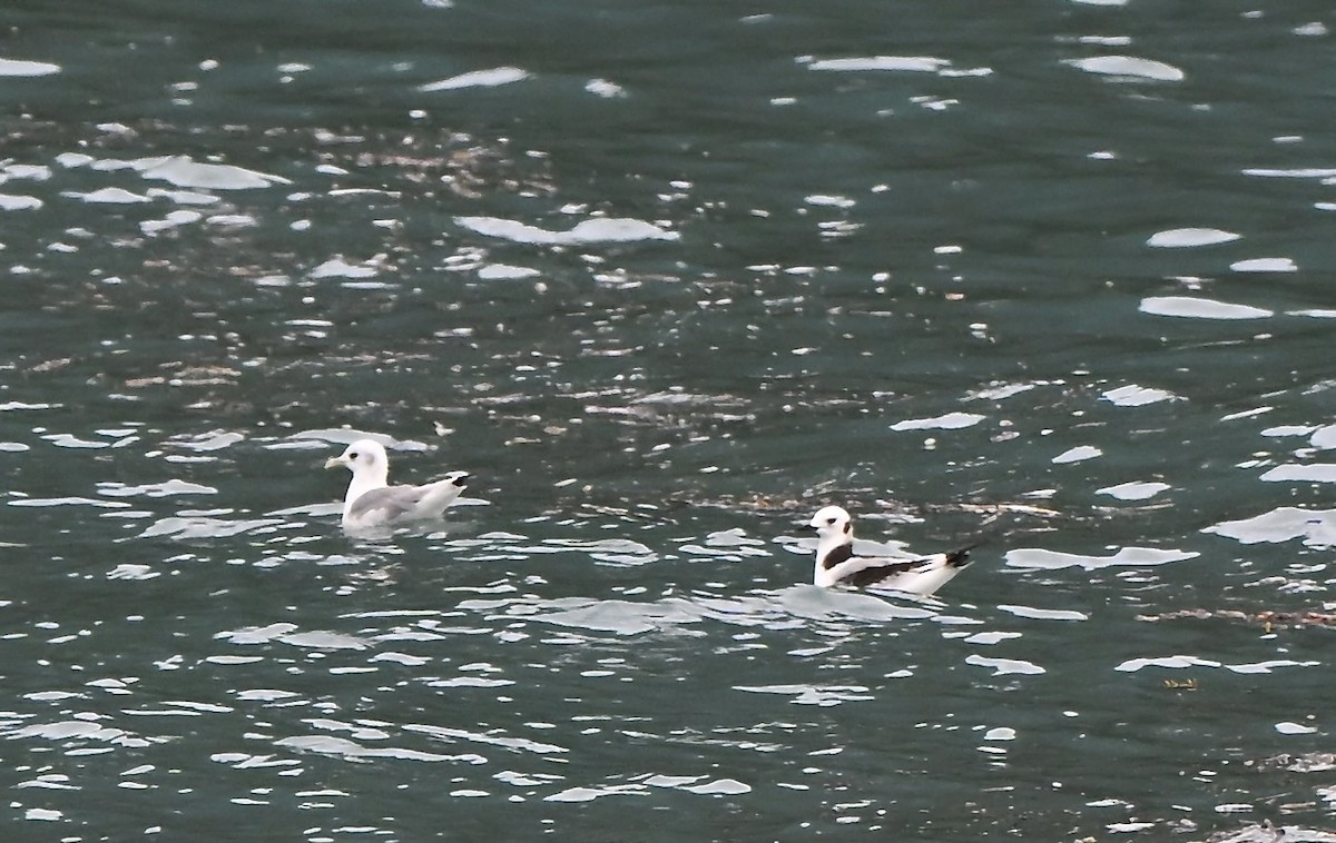 Black-legged Kittiwake - ML644295251