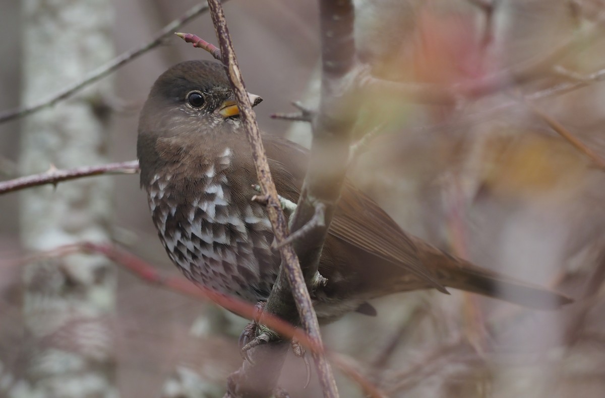 Fox Sparrow - ML644295261