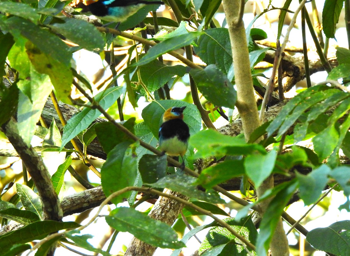 Золотистоголовая танагра - ML644295262